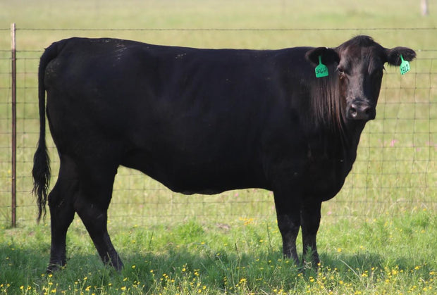 Angus Cows- Bred