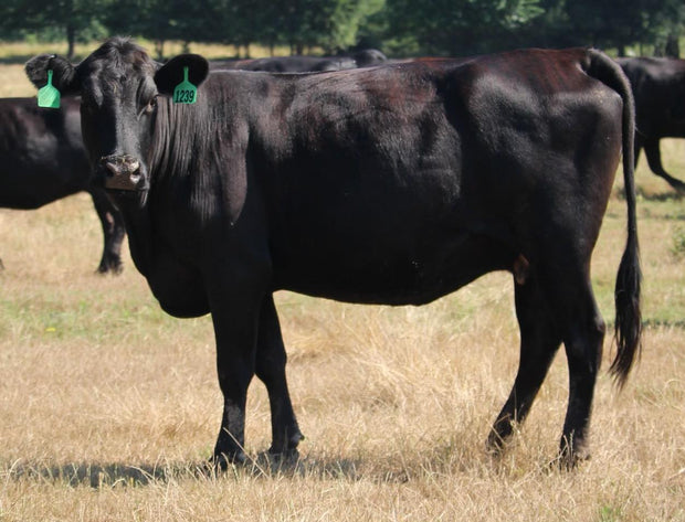 Angus Heifers - Bred
