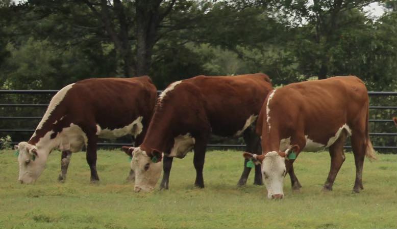 Hereford Bred Cows