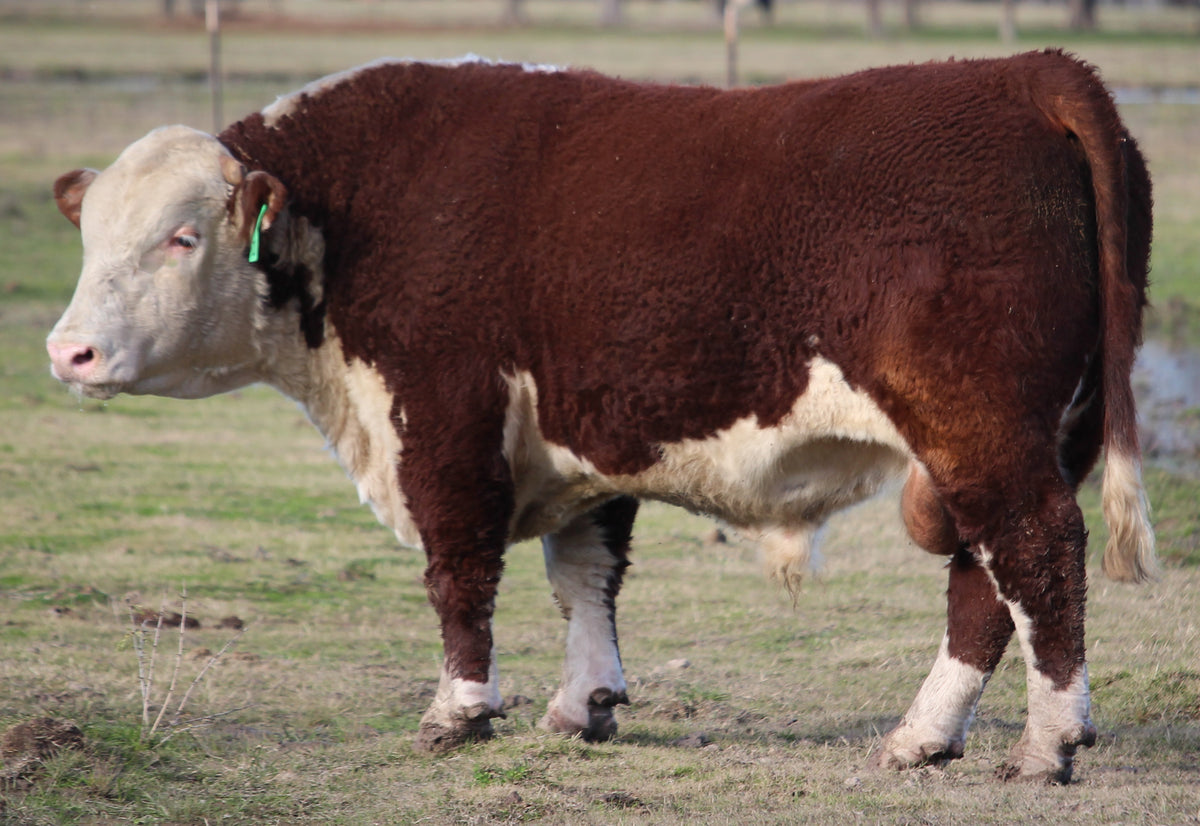 Polled Hereford Bull