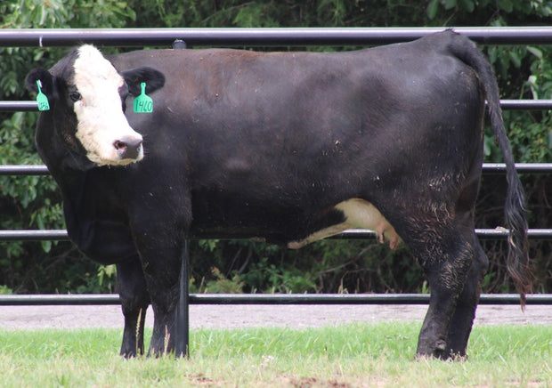 Black Baldy/Motley Bred Cows