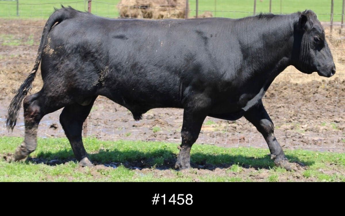#1458 Angus Bull