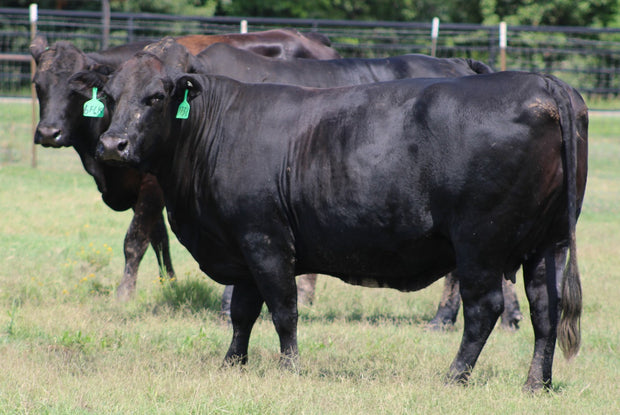 Brangus Cows- Bred