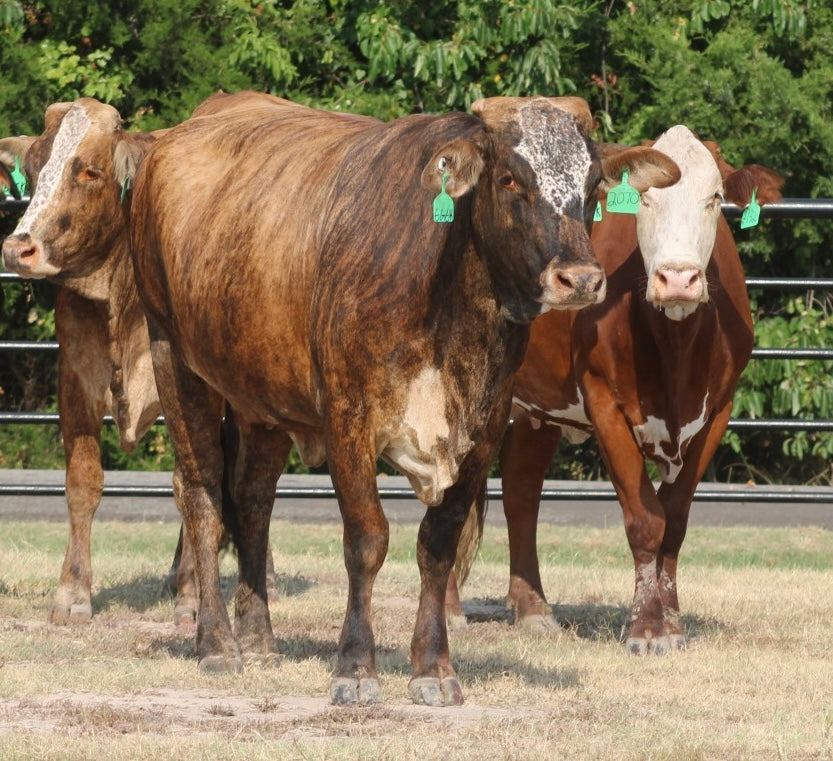 Braford/Tigerstripe Cows- Bred