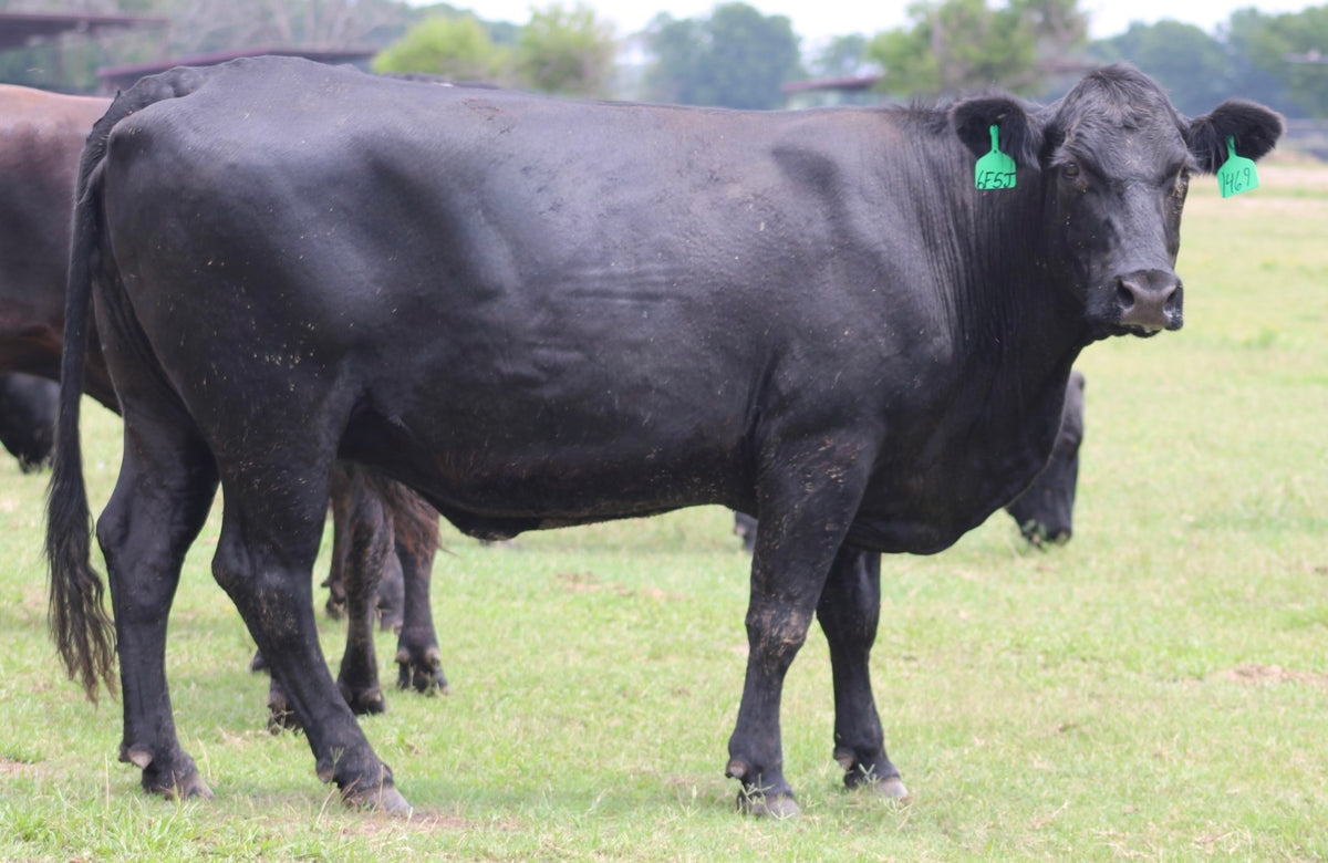 Angus Cows- Bred