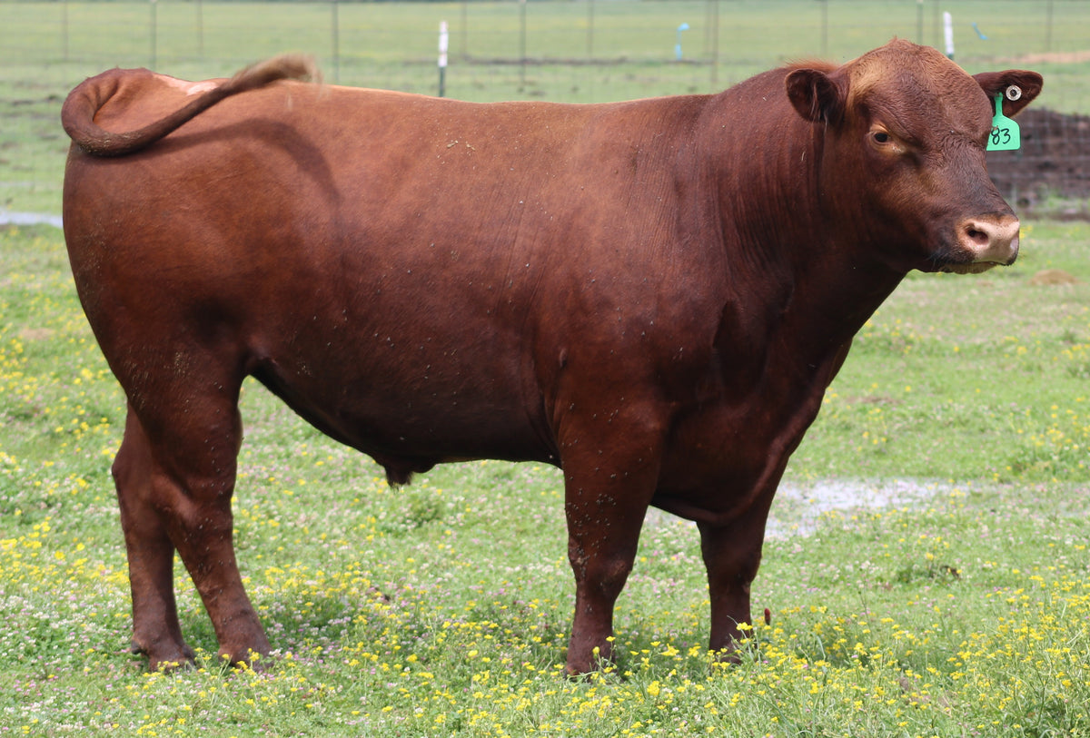 #983 Red Angus Bull
