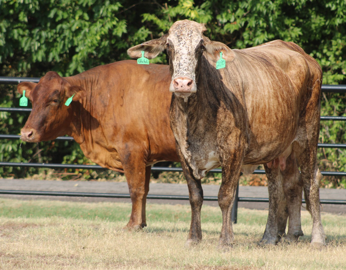 Braford/Tigerstripe Cows- Bred