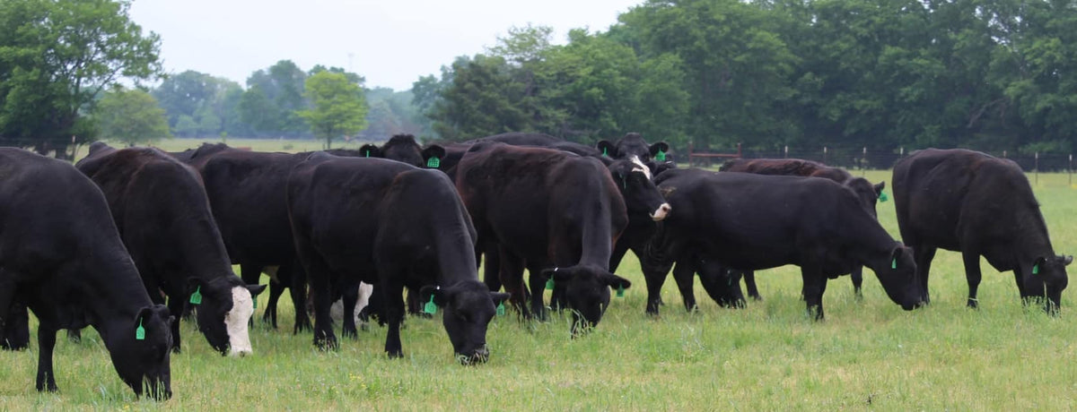 Angus Cows- Bred