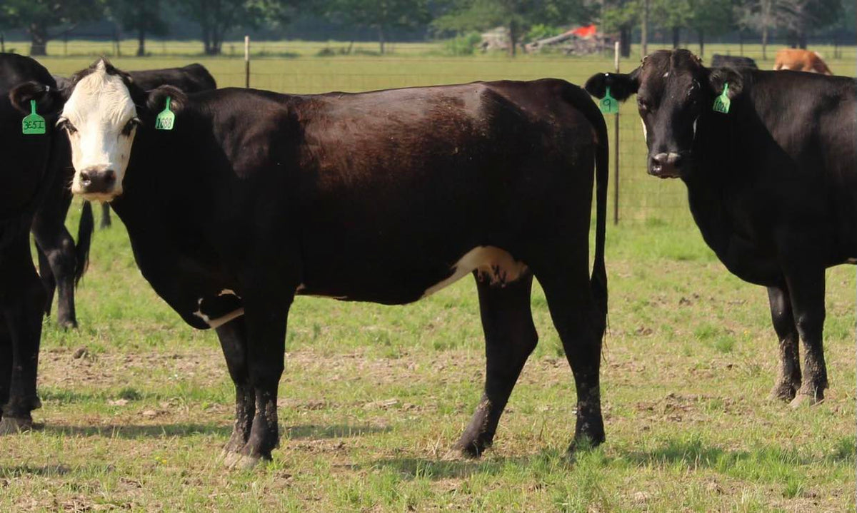 Black Baldy/Motley Bred Cows