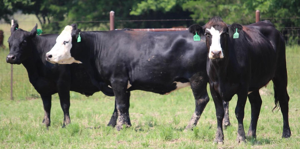 Black Baldy/Motley Bred Cows