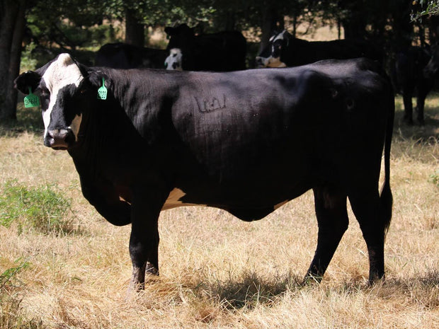 Black Baldy/Motley Bred Cows