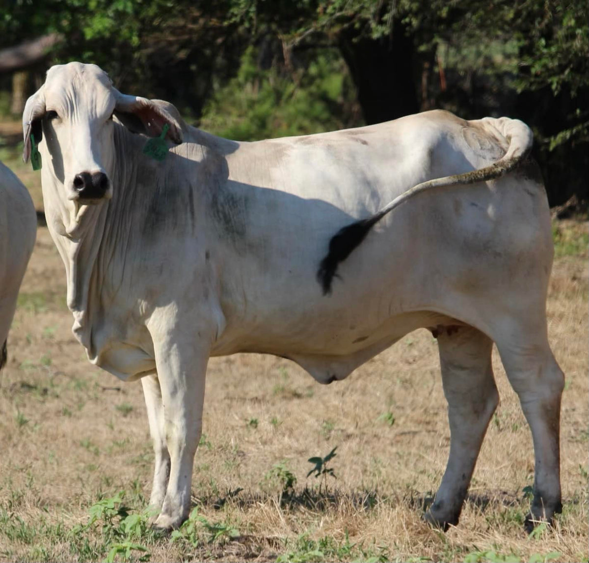 Brahman Heifers & Cows - Bred