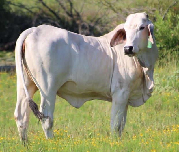 brahman cow and calf