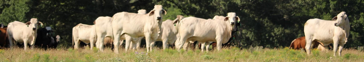 Brahman Heifers & Cows - Bred