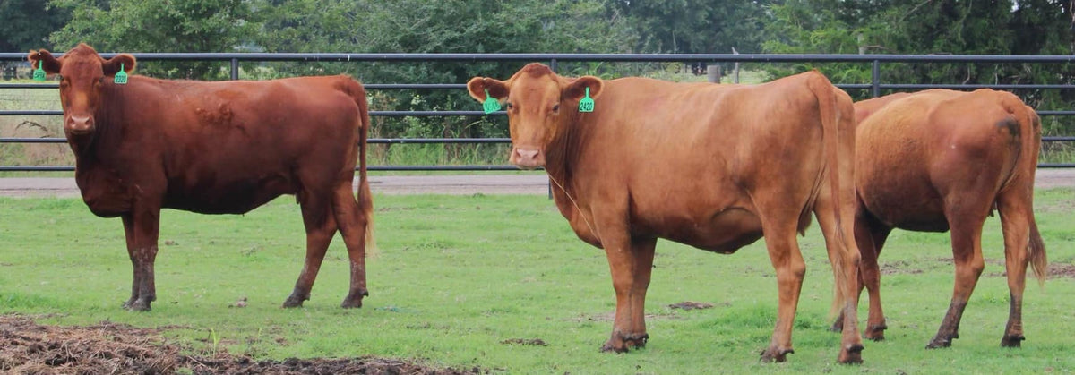 Red Angus Bred Cows