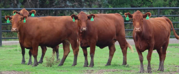 Red Angus Bred Cows