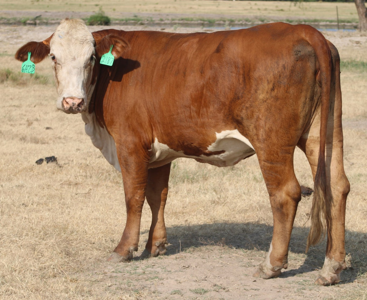 Braford/Tigerstripe Cows- Bred