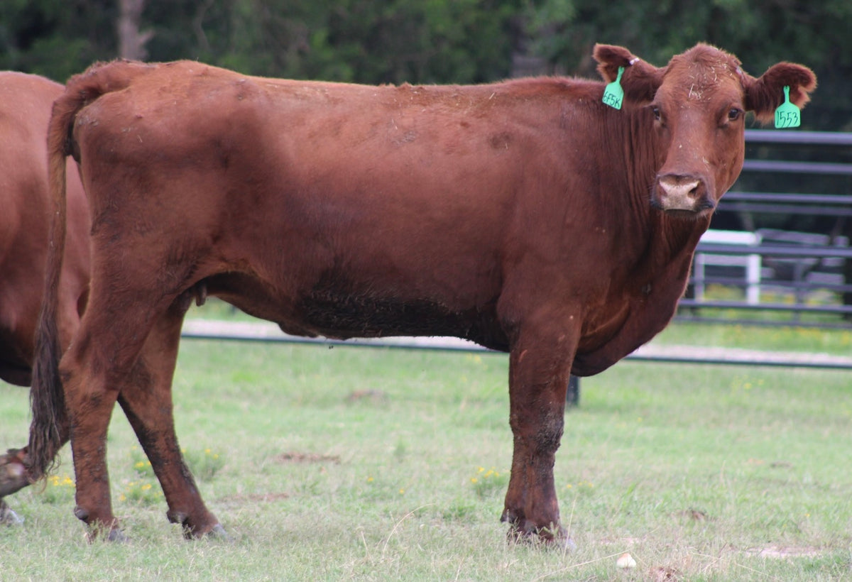 Red Angus Bred Cows