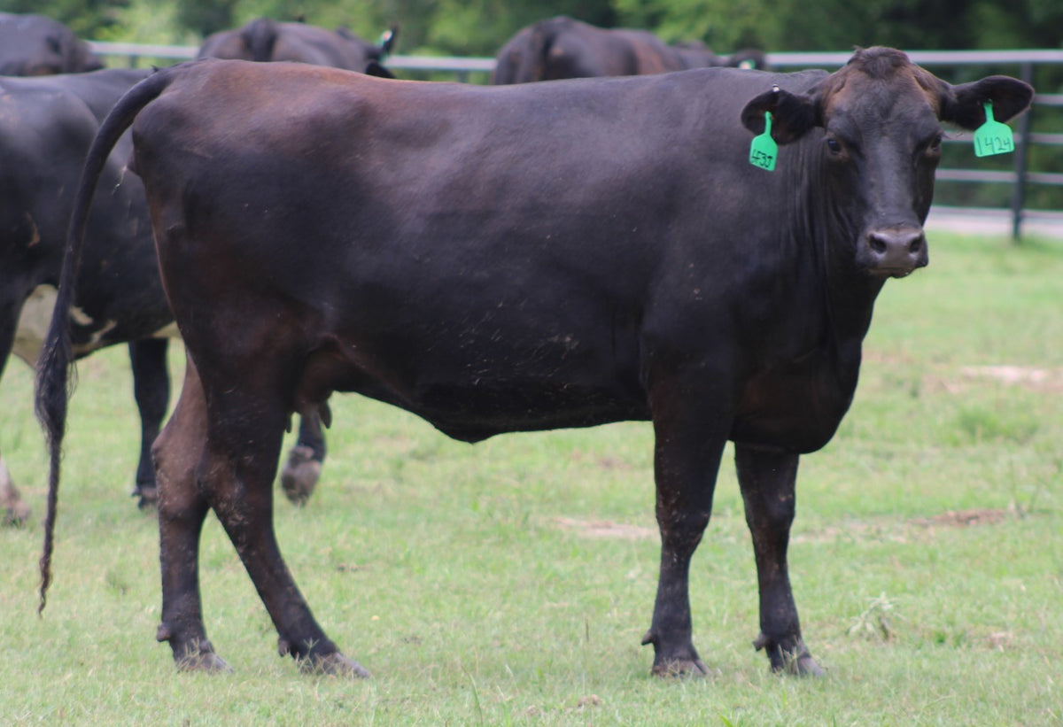 Angus Cows- Bred