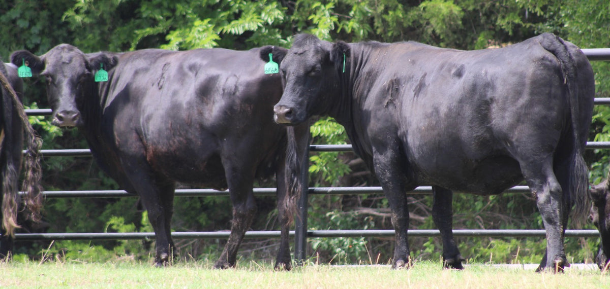 Angus Cows- Bred