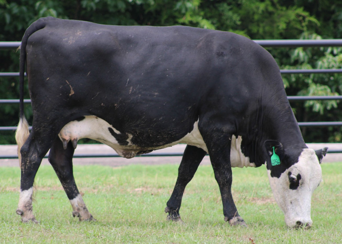 Black Baldy/Motley Bred Cows