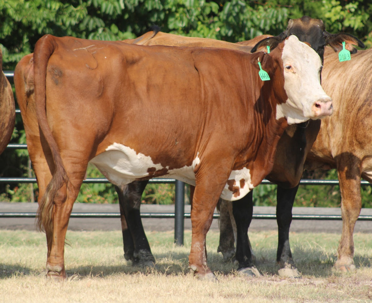 Braford/Tigerstripe Cows- Bred