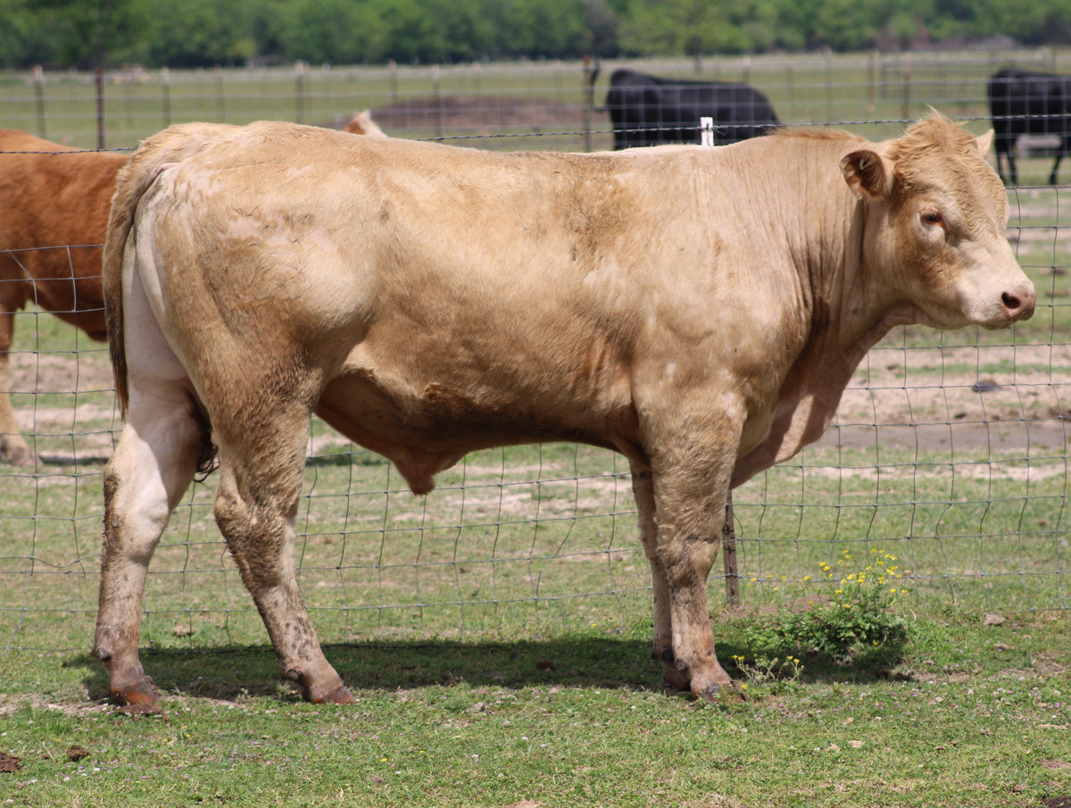 #855 Charolais Bull