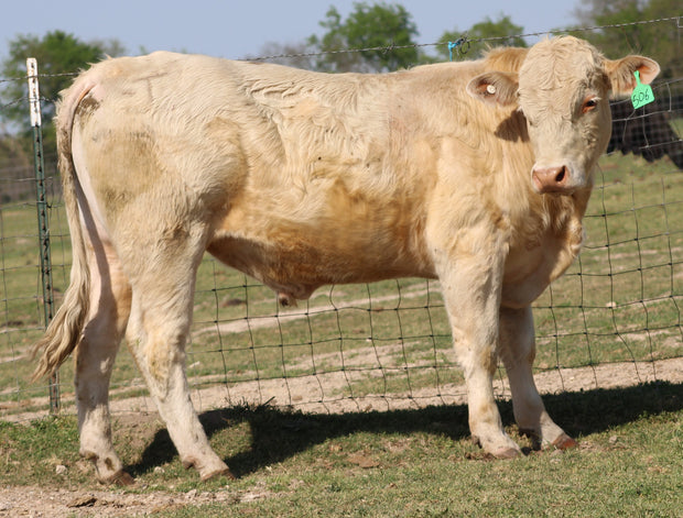 #506 Charolais Bull