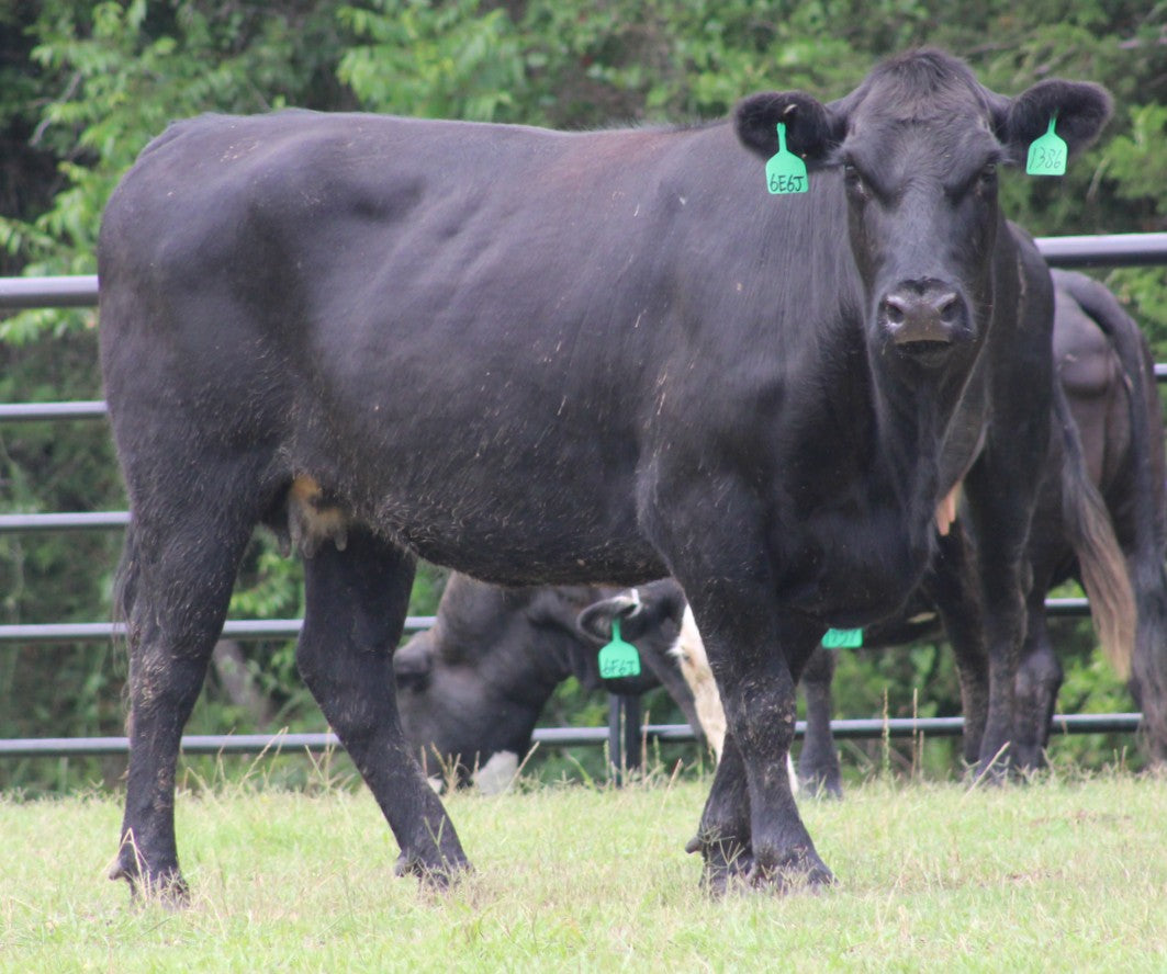 Angus Cows- Bred