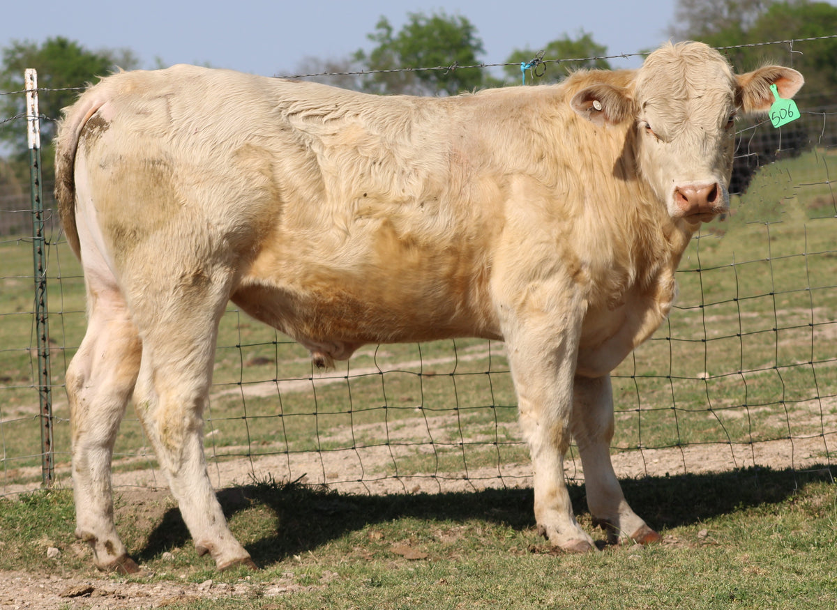 #506 Charolais Bull