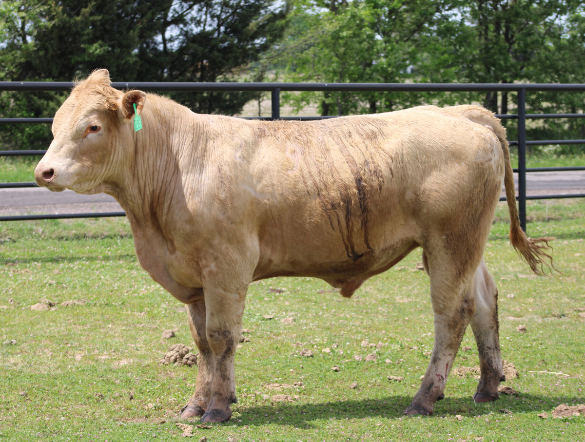 #855 Charolais Bull