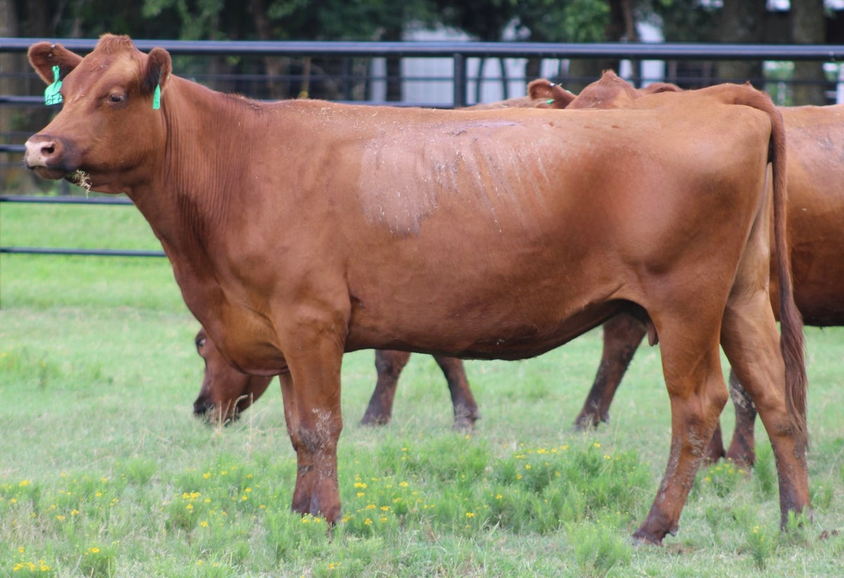 Red Angus Bred Cows