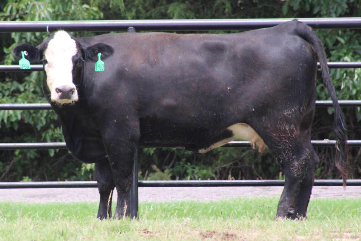 Black Baldy/Motley Bred Cows
