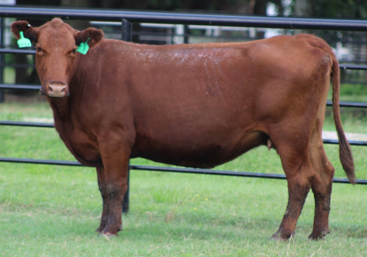 Red Angus Bred Cows