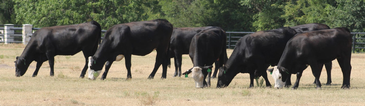Angus Cows- Bred