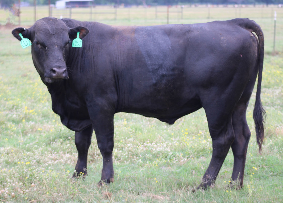 Angus Bull