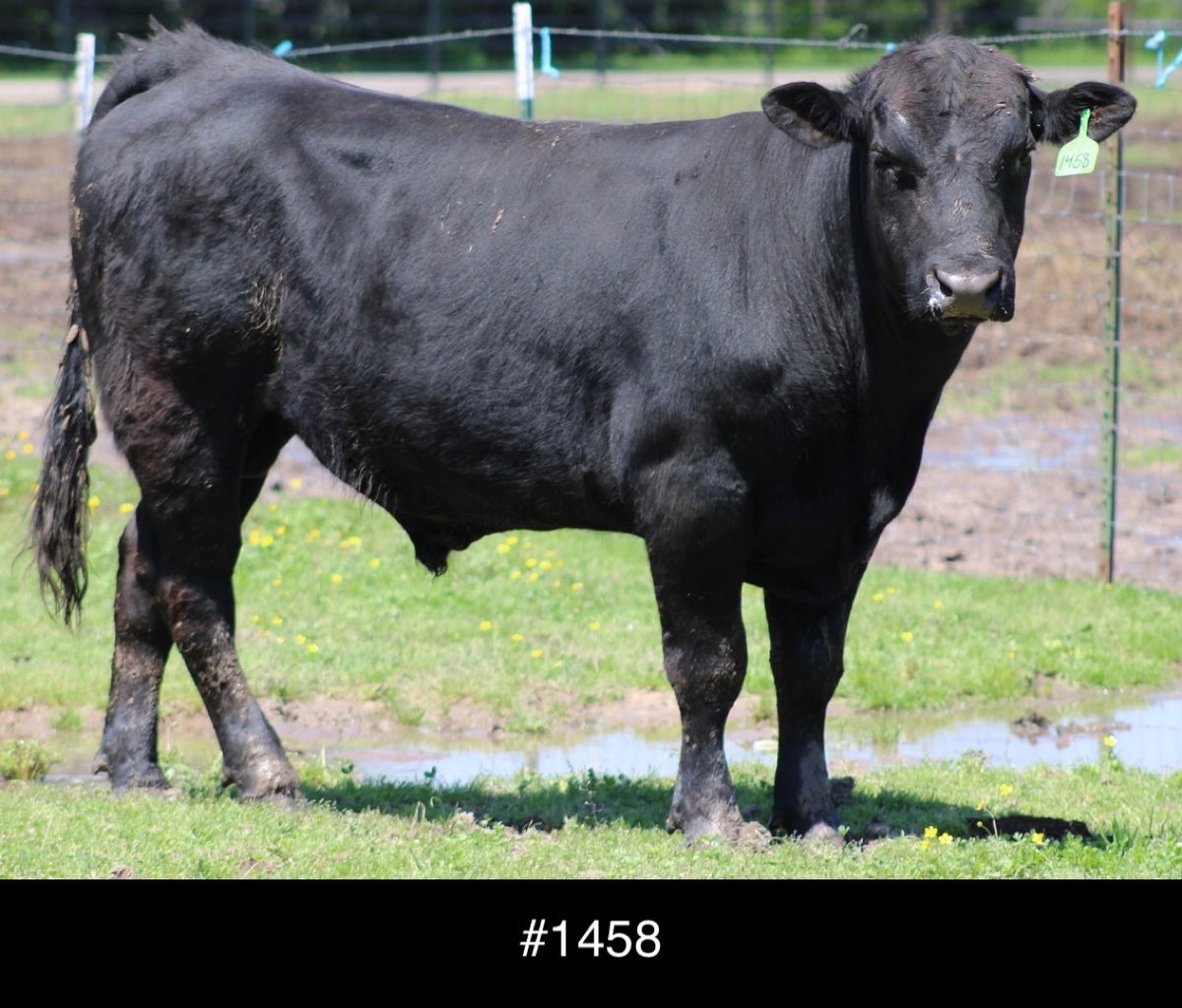 #1458 Angus Bull