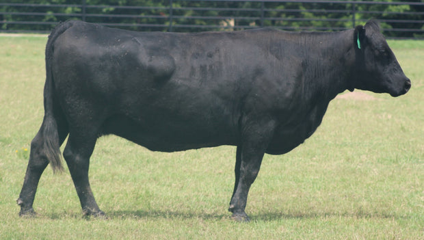 Angus Cows- Bred