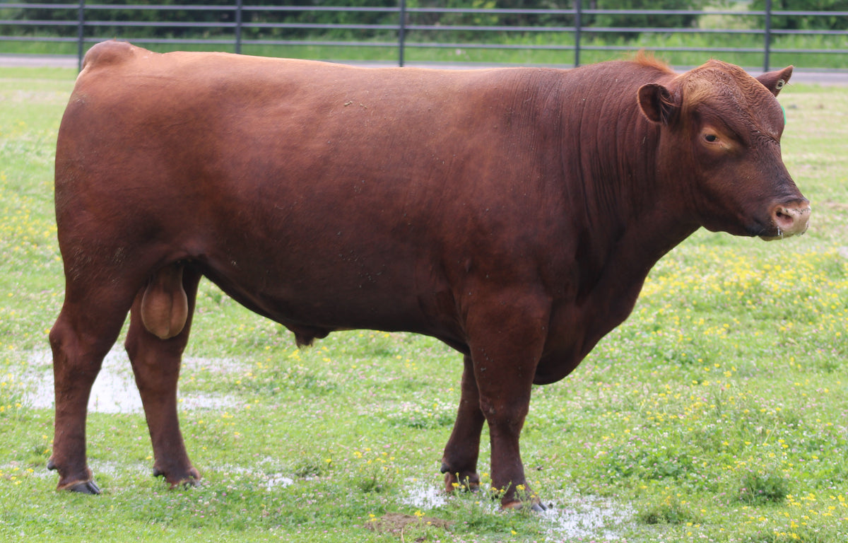 #983 Red Angus Bull
