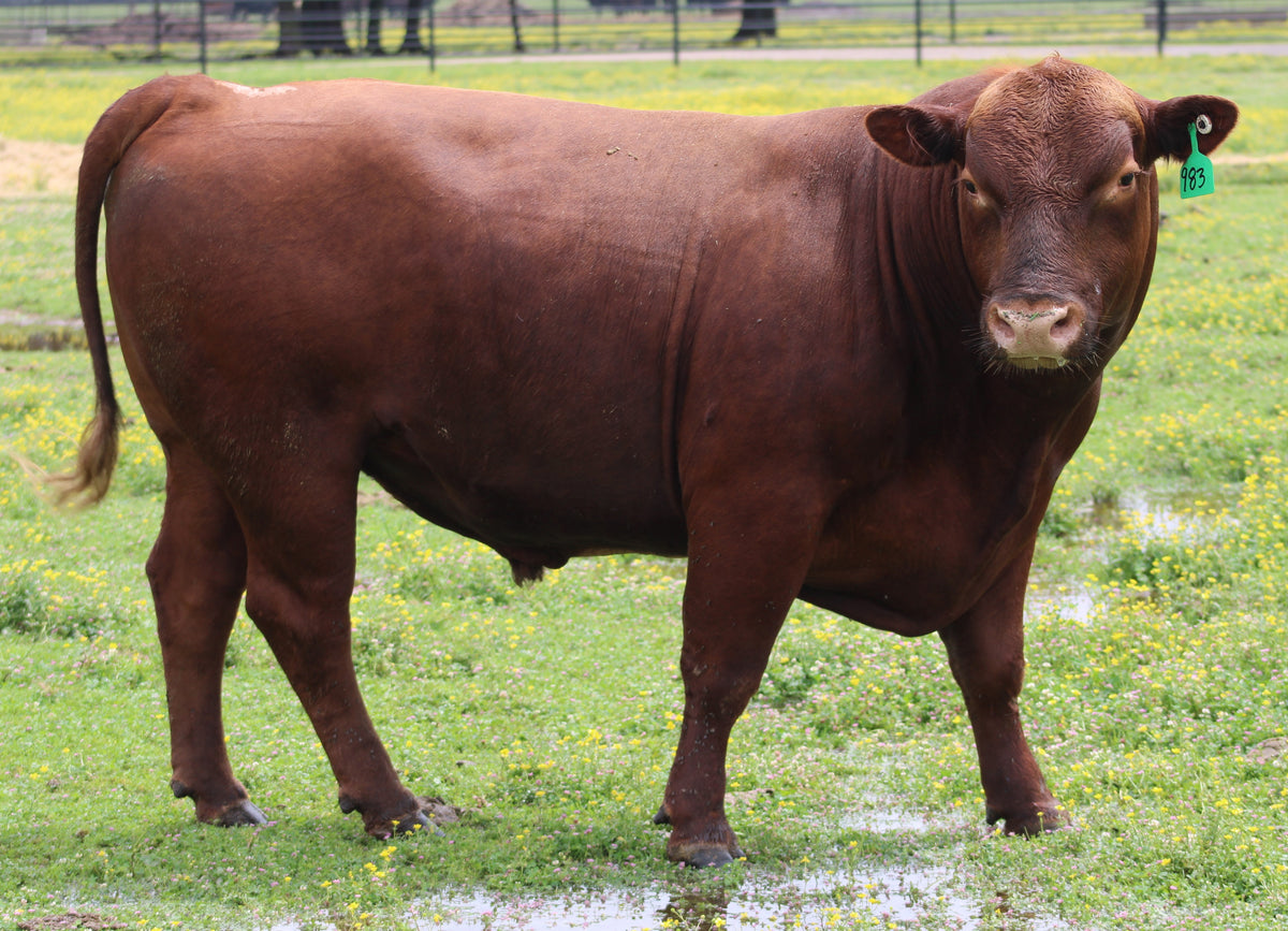 #983 Red Angus Bull