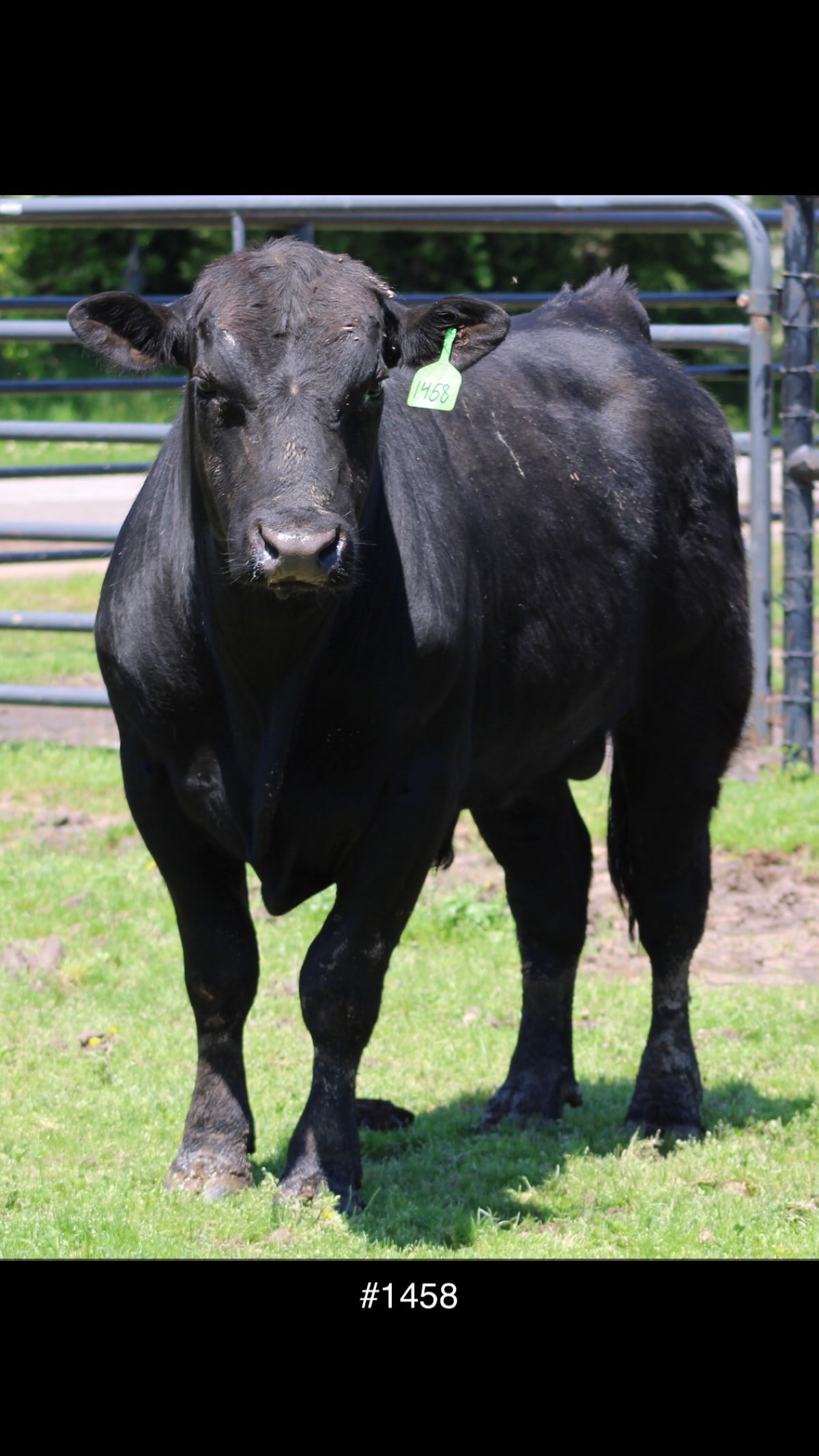 #1458 Angus Bull