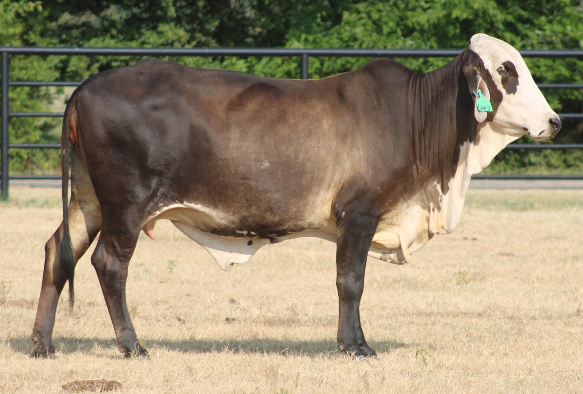 Braford/Tigerstripe Cows- Bred