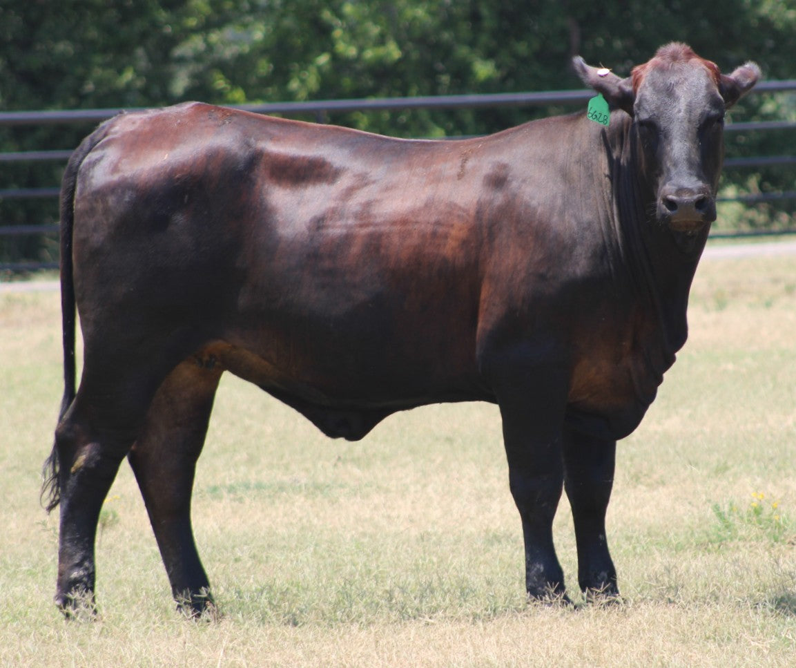 Brangus Cows- Bred