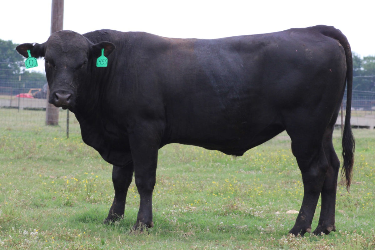 Angus Bull