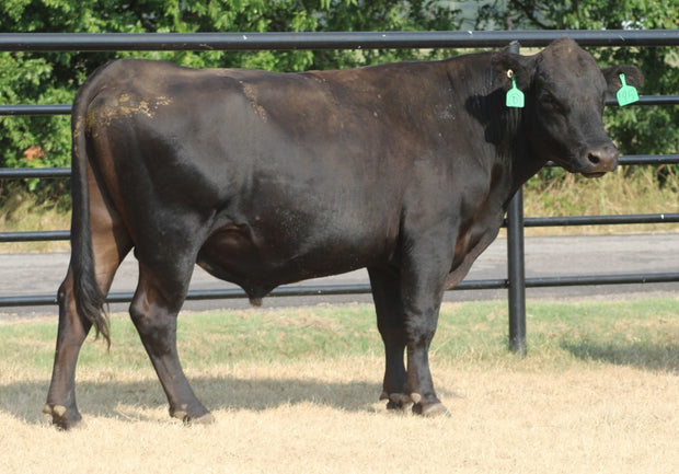Angus Bull