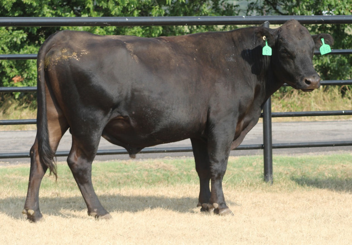 Angus Bull