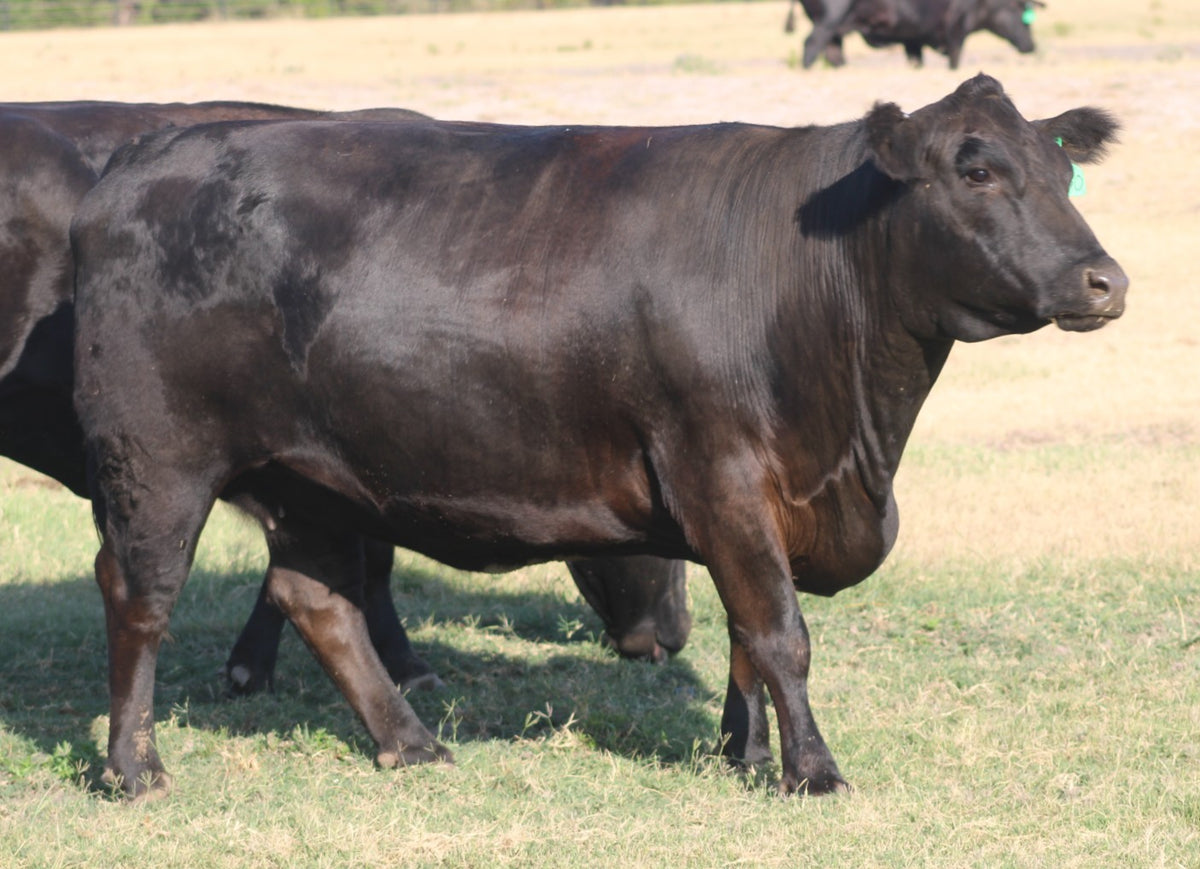 Angus Cows- Bred
