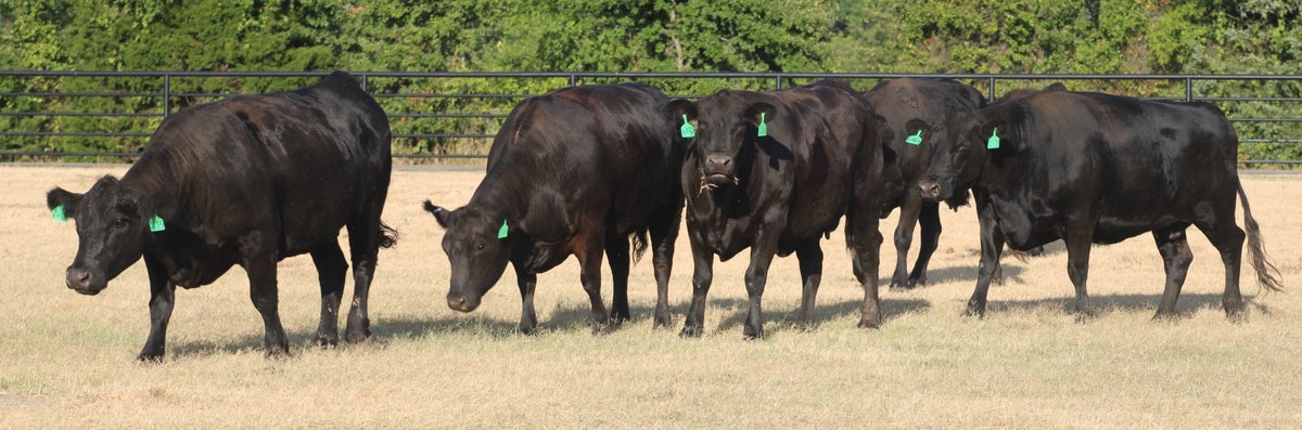 Angus Cows- Bred