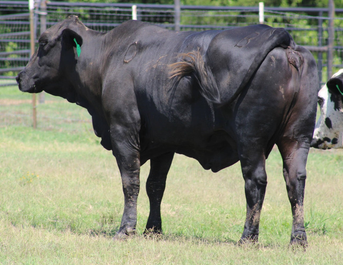 Brangus Cows- Bred