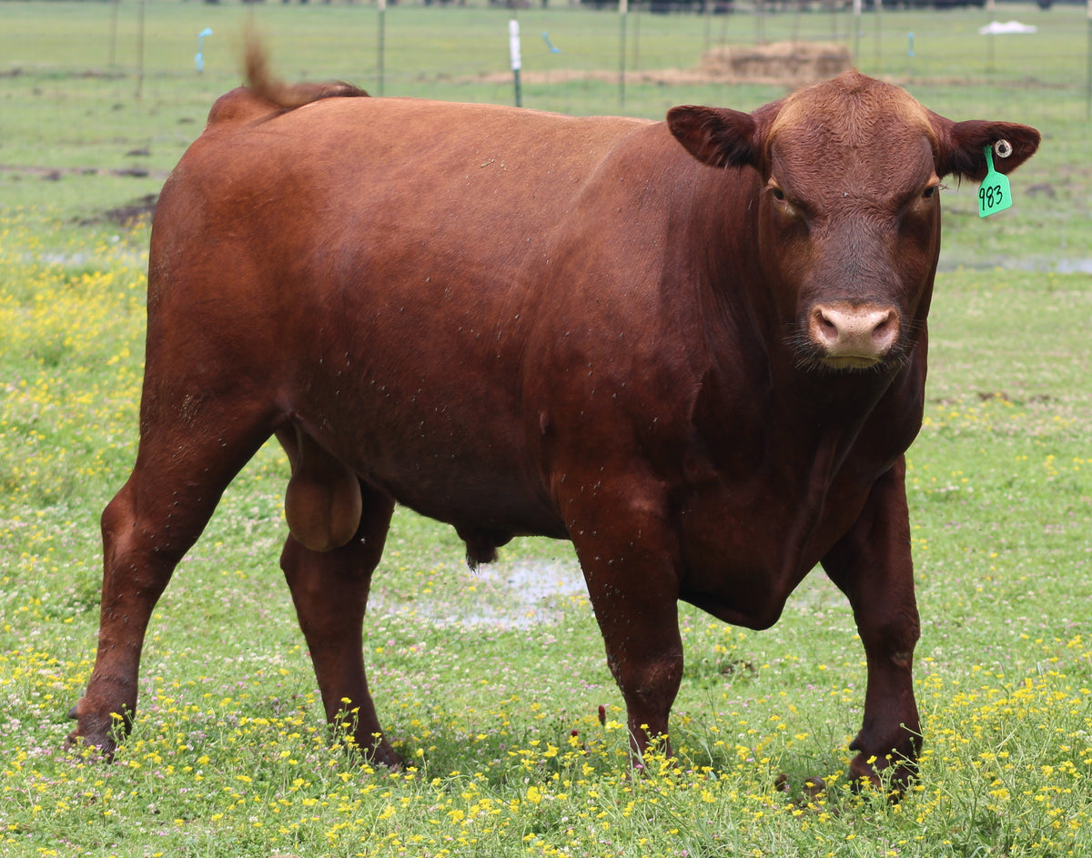 #983 Red Angus Bull